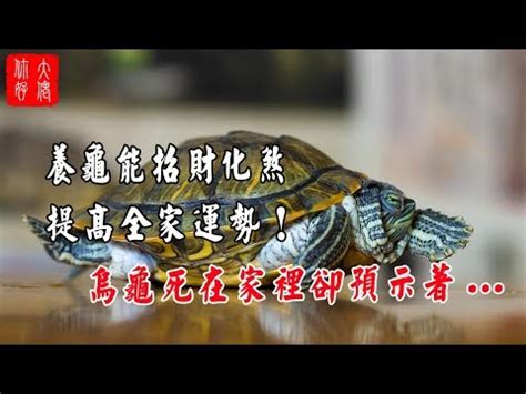 養烏龜方位|烏龜擺放位置風水圖 房間養龜風水禁忌